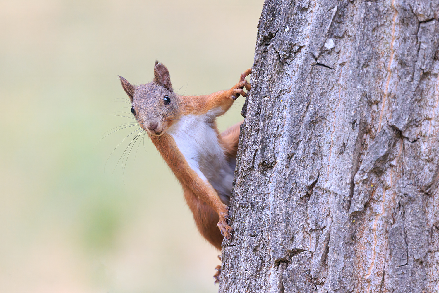 Squirrels and Rodents